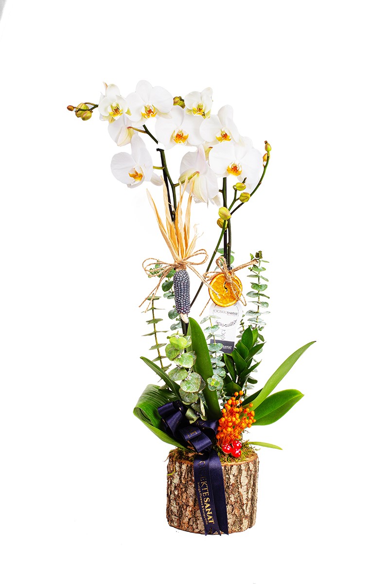 Natural Billet Orchid - 2