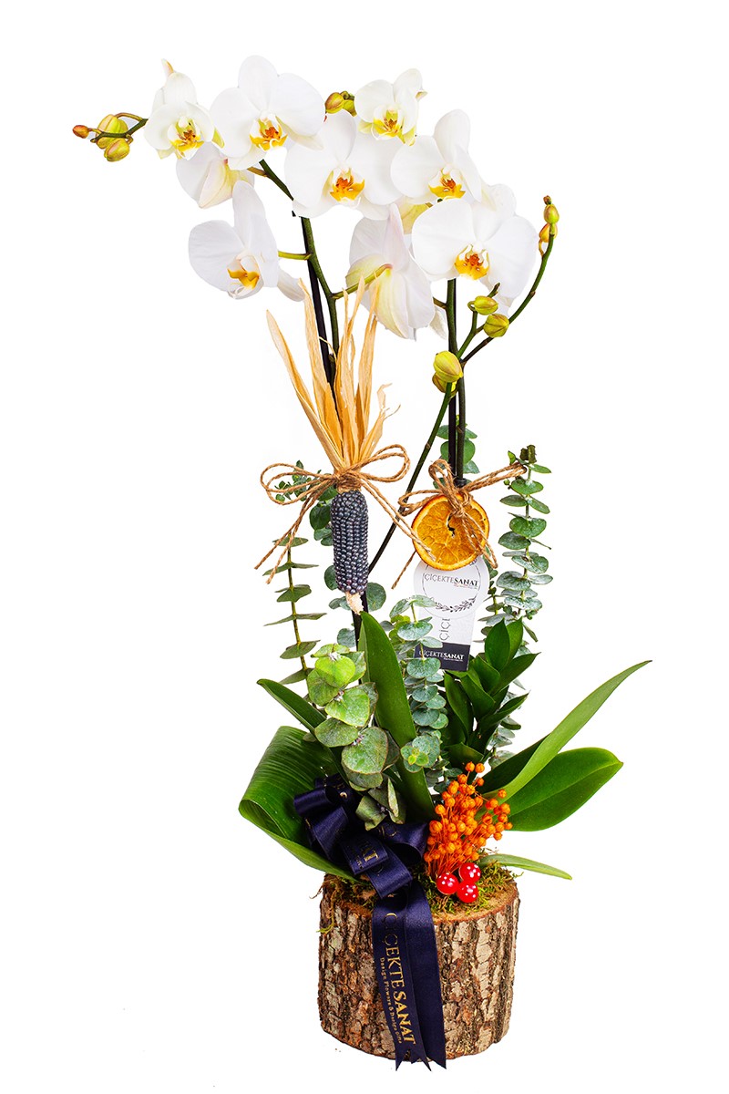 Natural Billet Orchid - 1