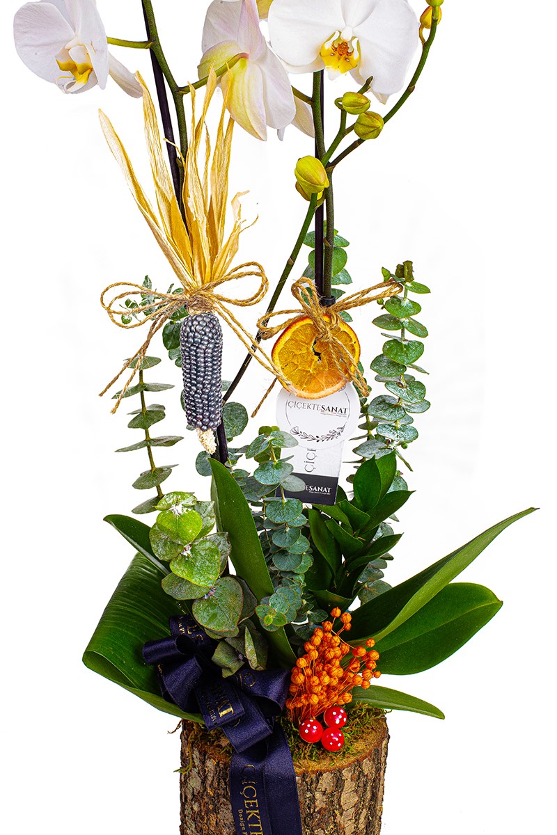 Natural Billet Orchid - 4