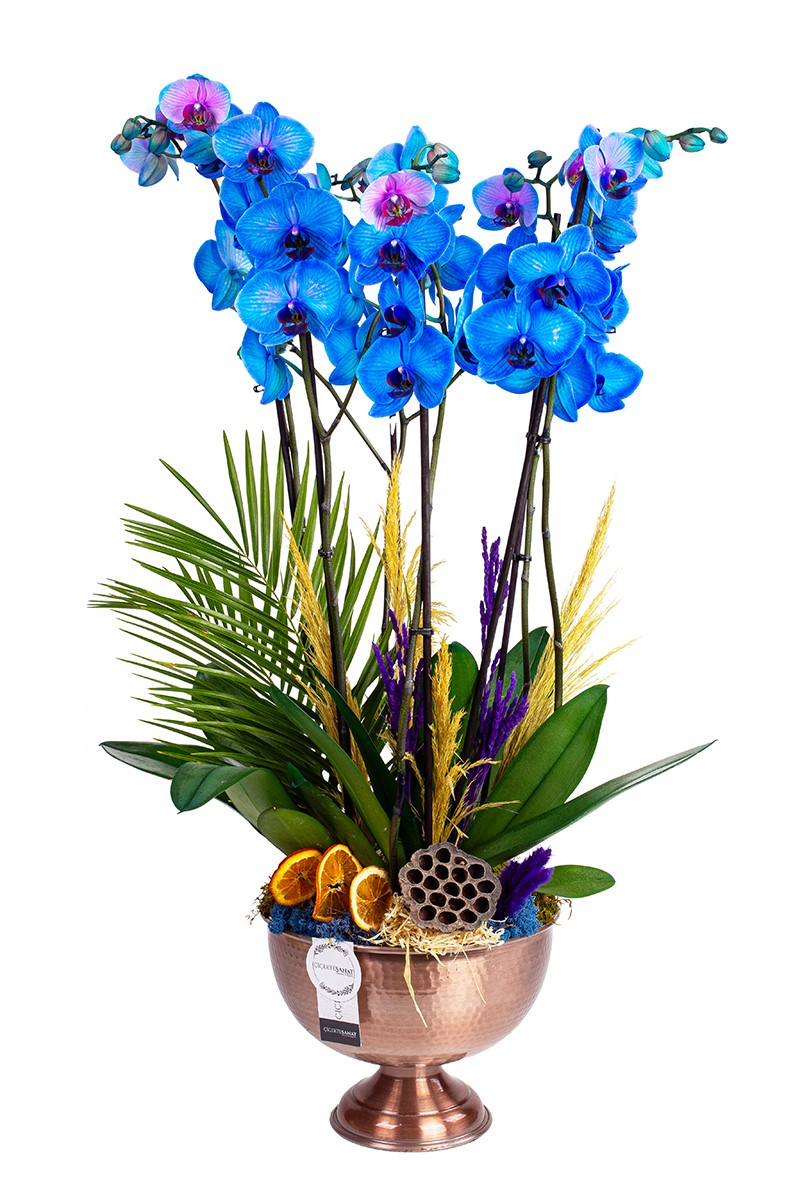 Copper Blue Garden - 1