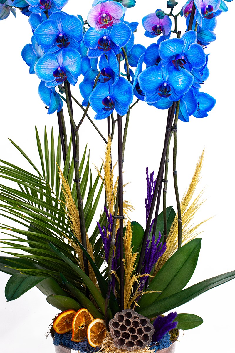 Copper Blue Garden - 2