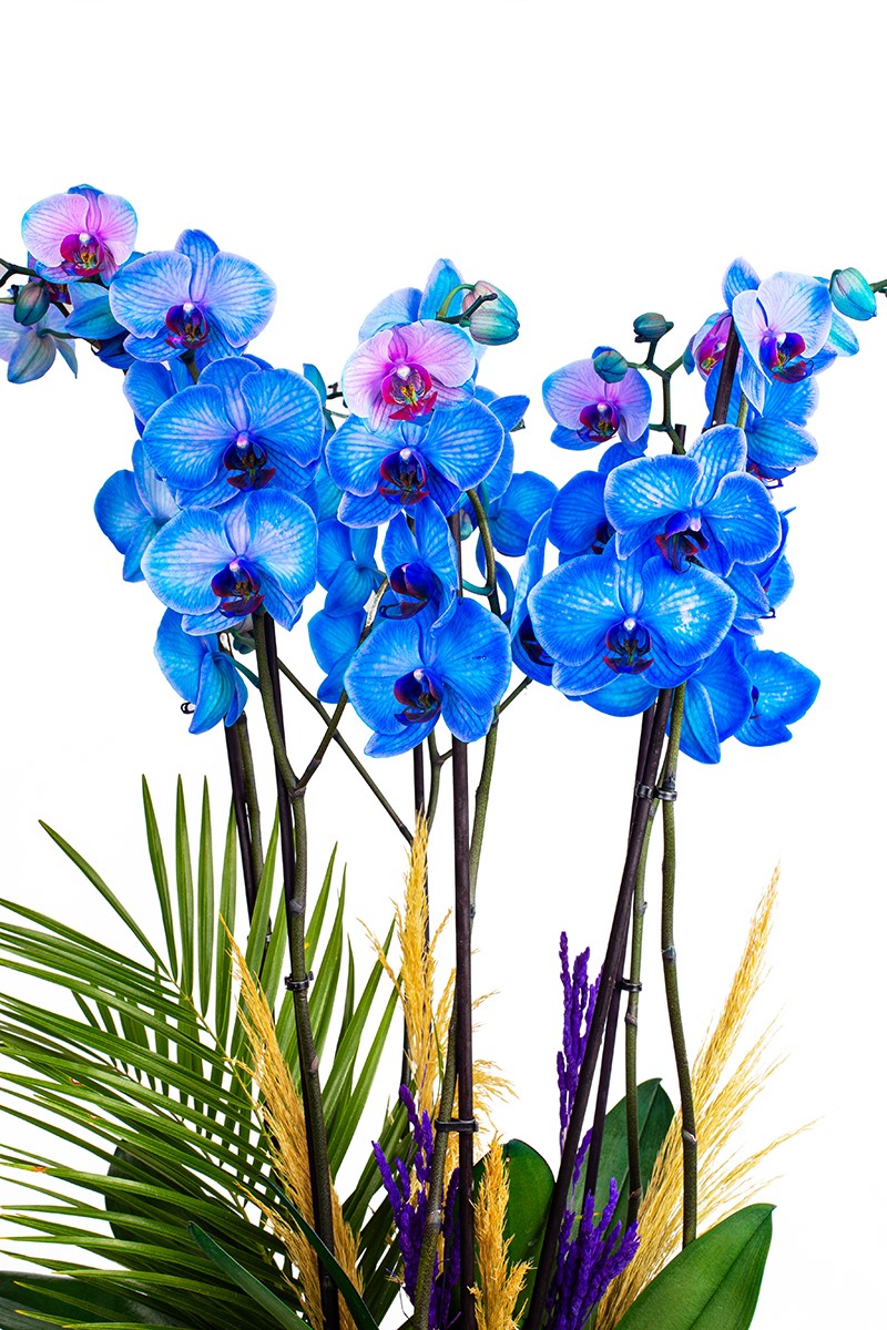 Copper Blue Garden - 3