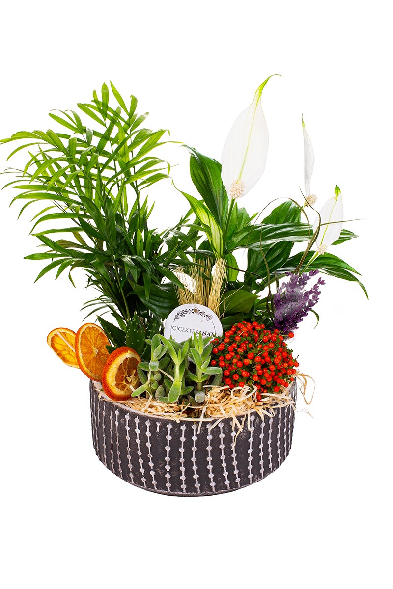 My Dream Garden - 1