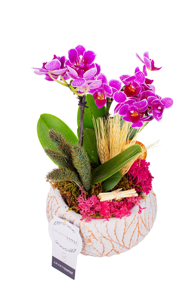 My Decorative