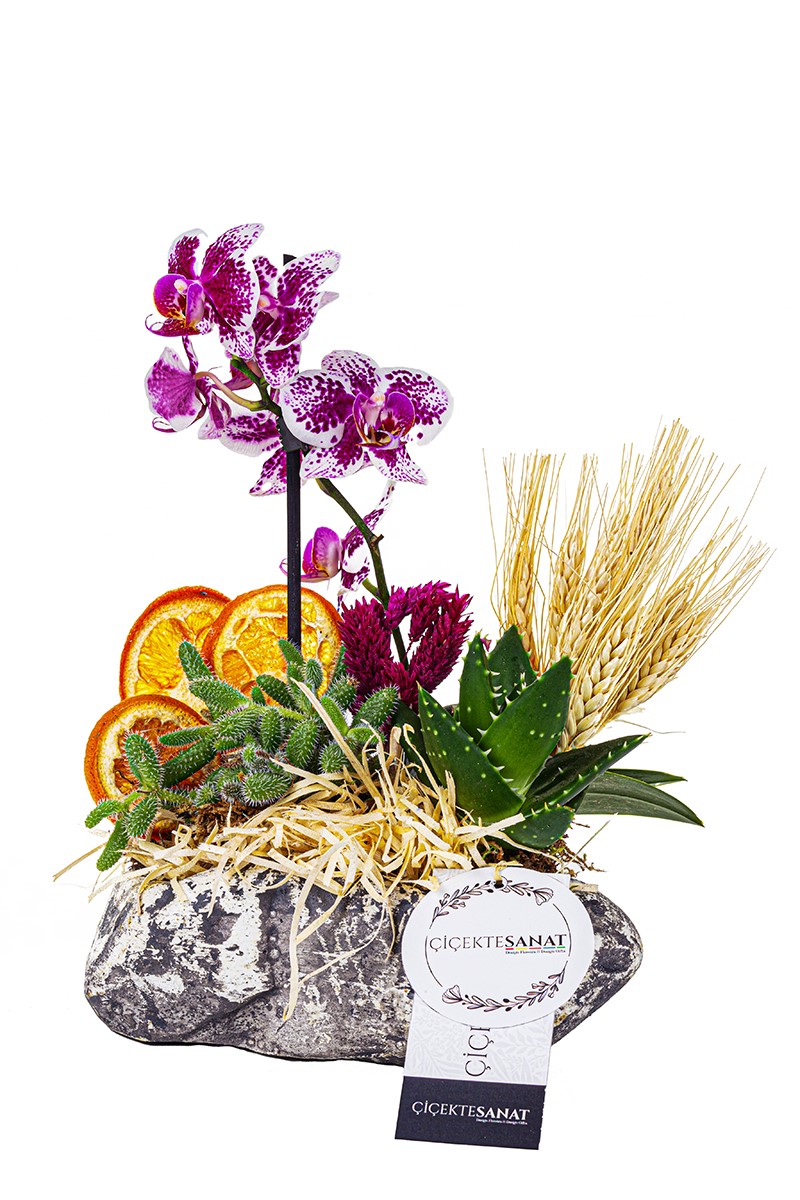Exotic Mini Orchid