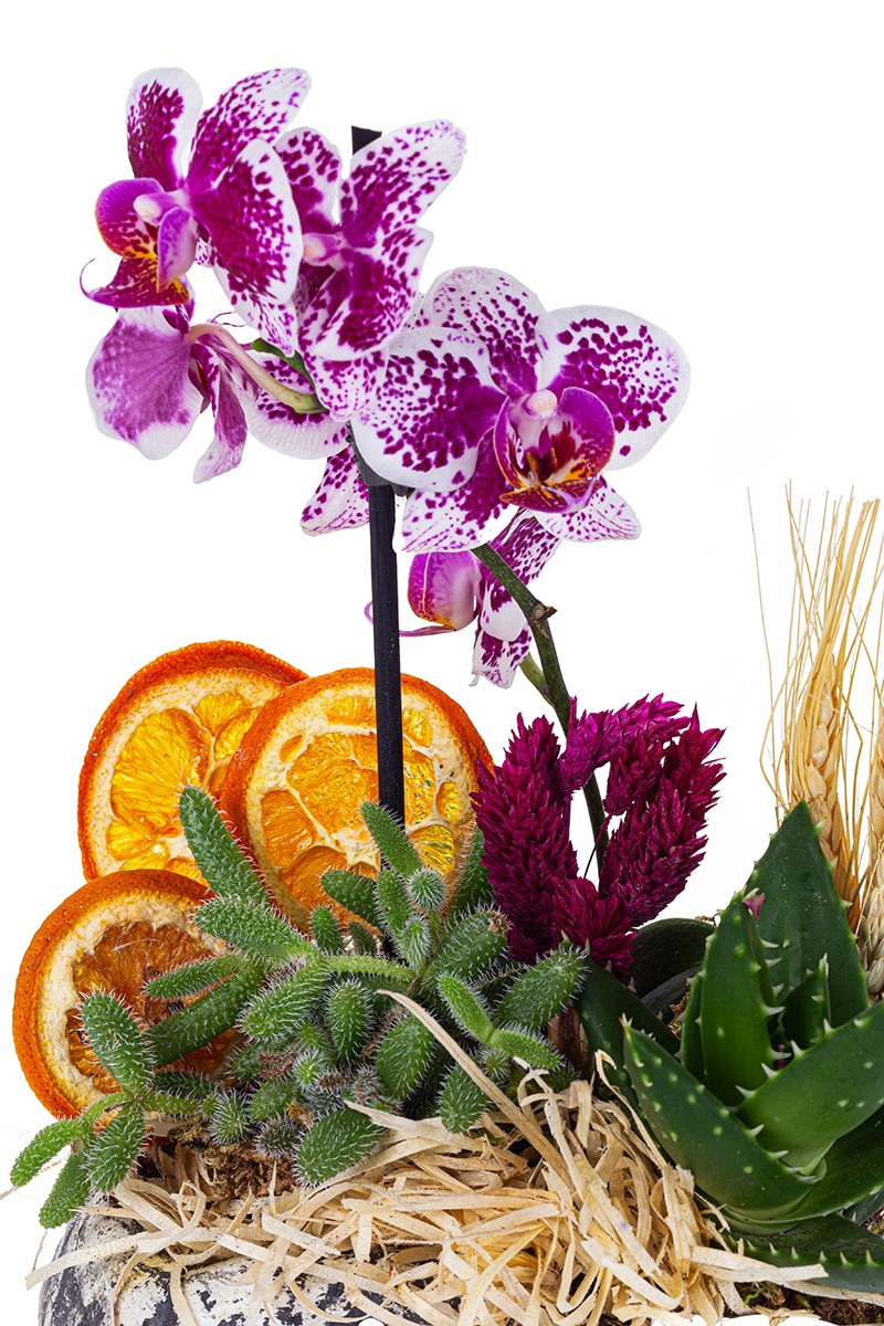Exotic Mini Orchid