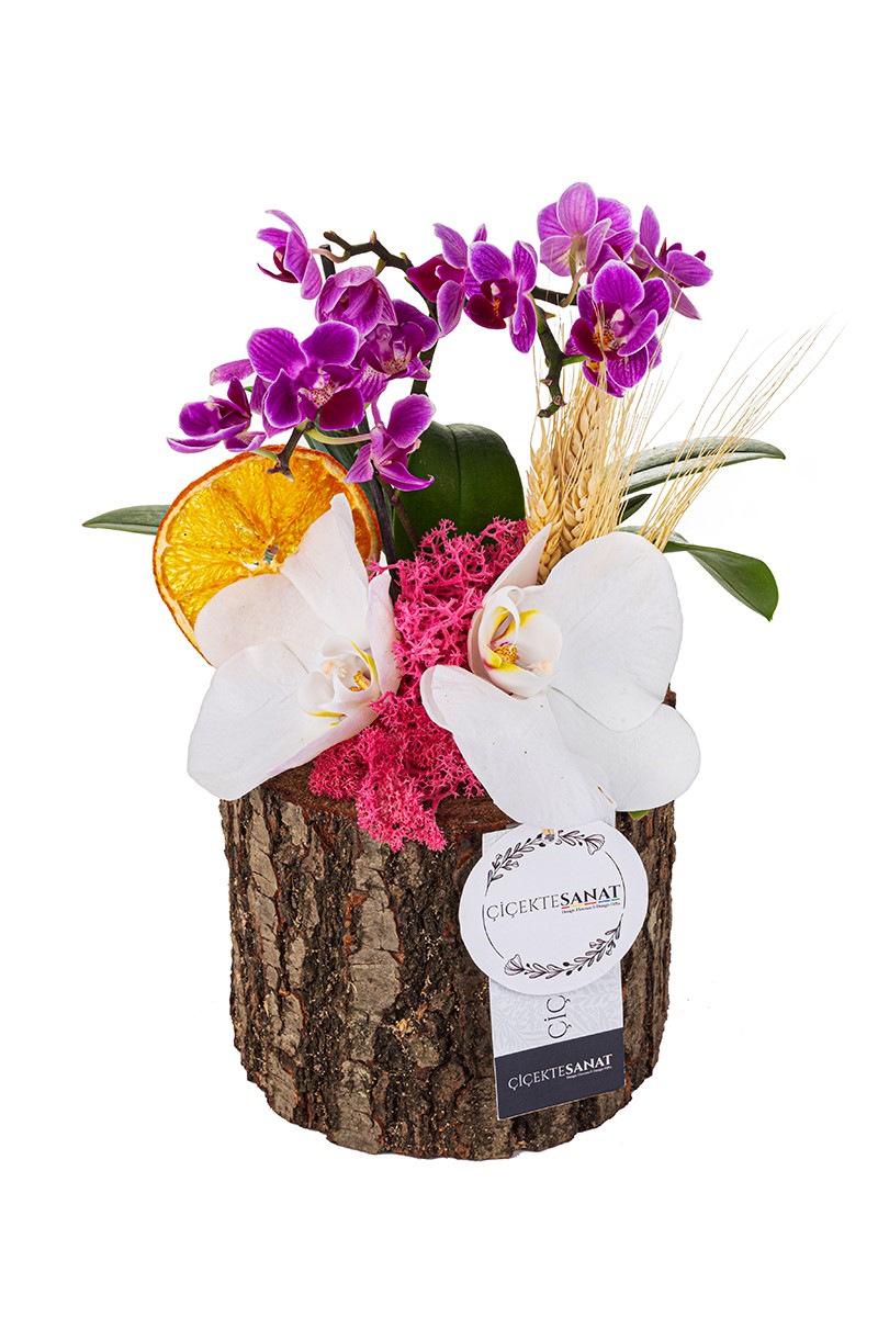 Special Orchid Flower - 1