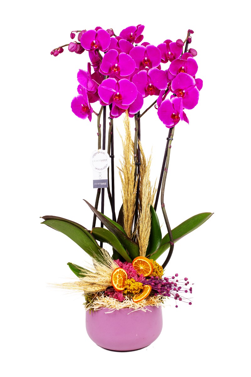 Purple and Pink - 1