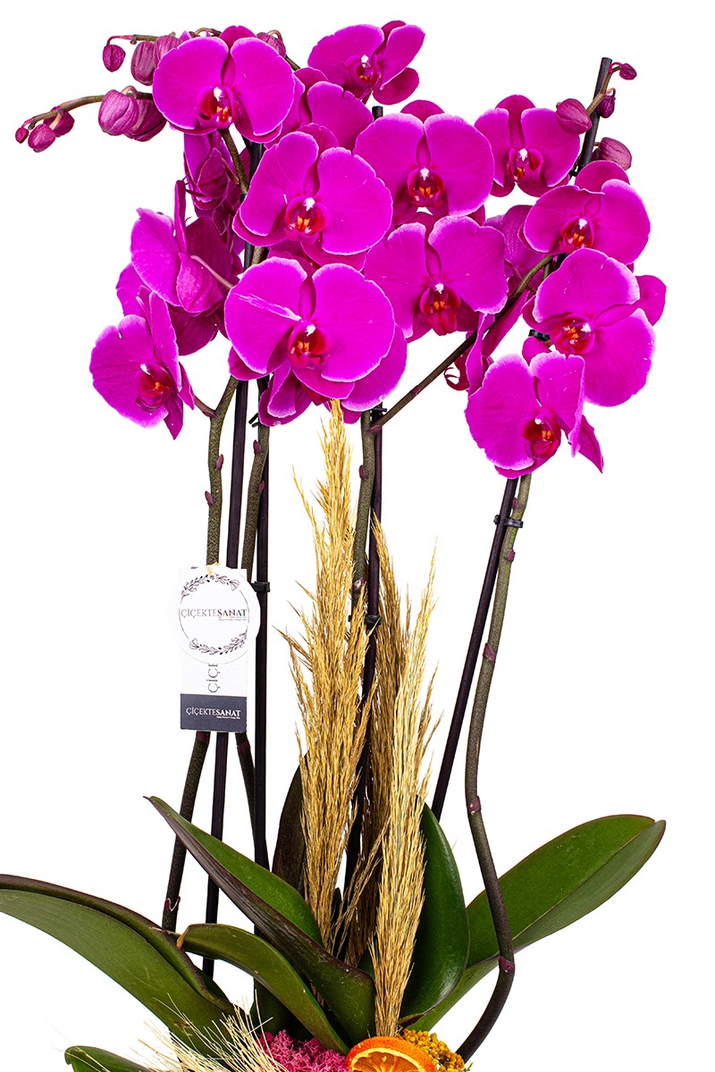 Purple and Pink - 2