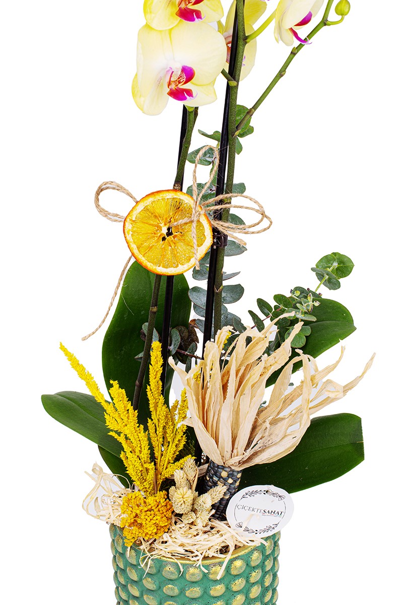 Bonbon Yellow Orkide - 3