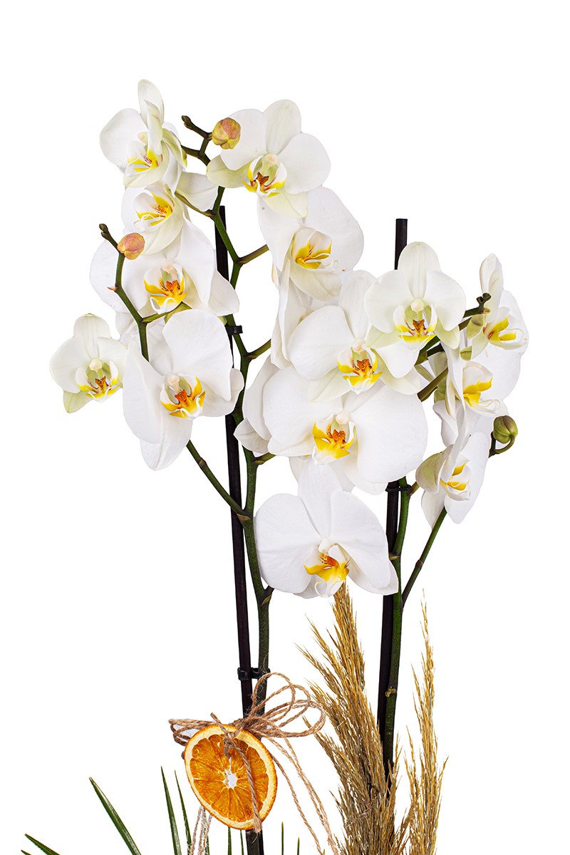 Rustic Beauty Orkide - 2