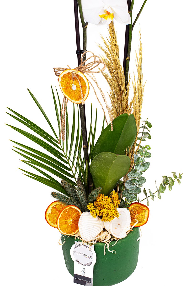 Rustic Beauty Orkide - 3