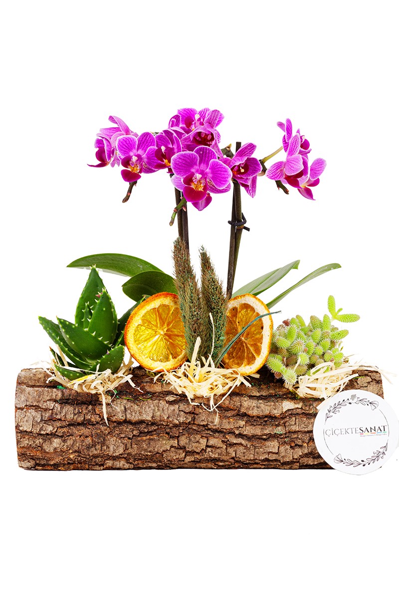 Succulent and Orchid