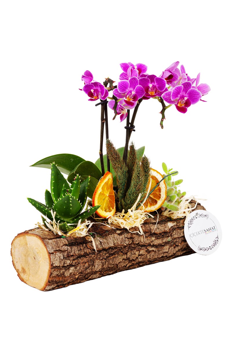 Succulent and Orchid