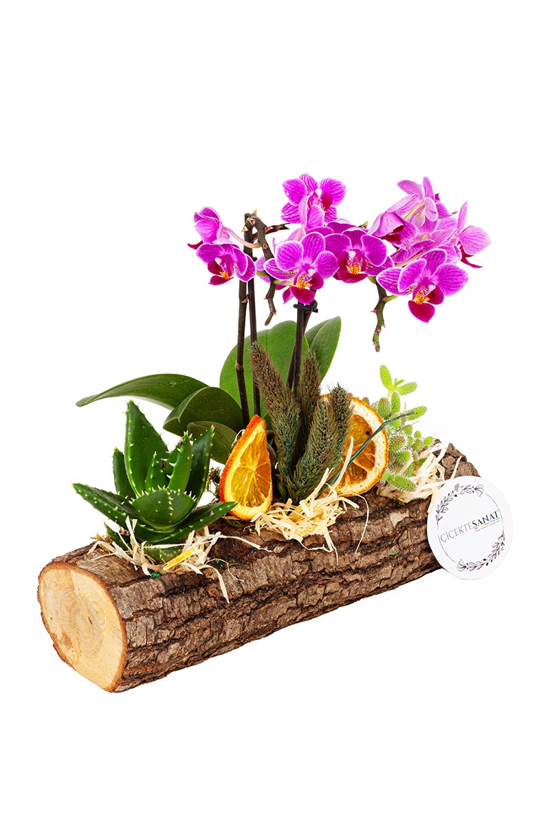 Succulent and Orchid
