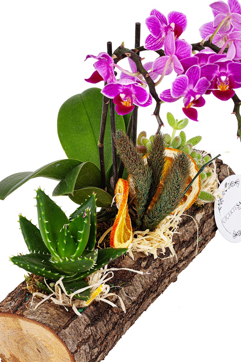 Succulent and Orchid