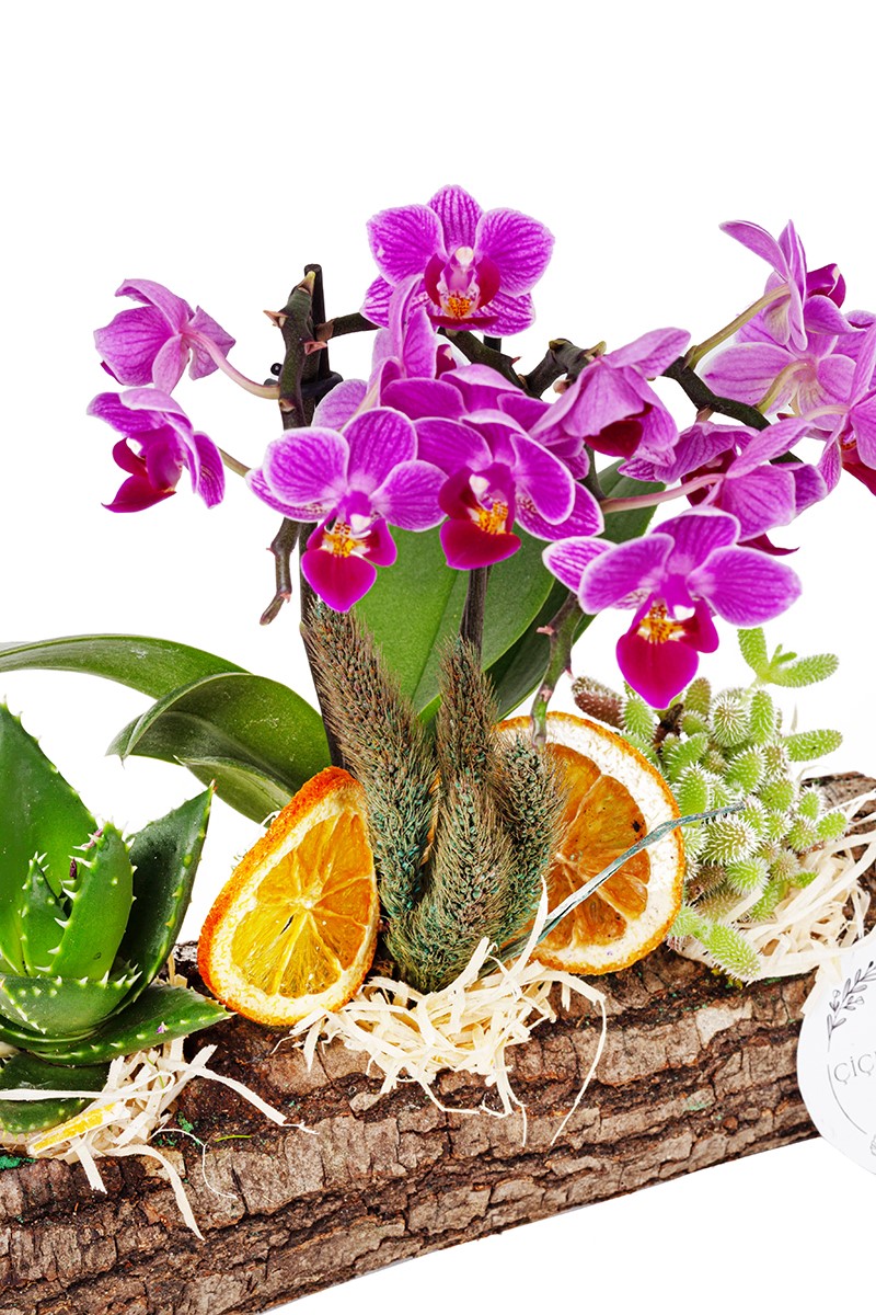 Succulent and Orchid
