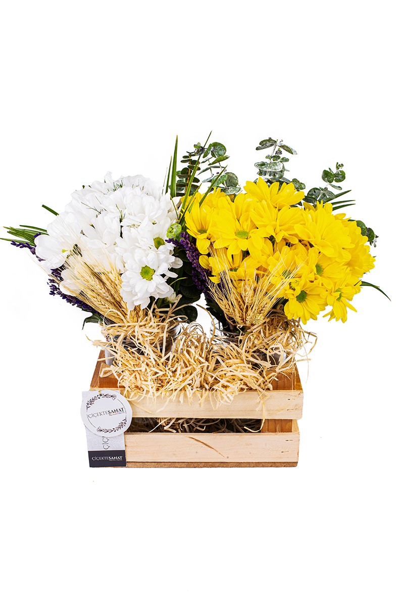 Yellow & White Daisy