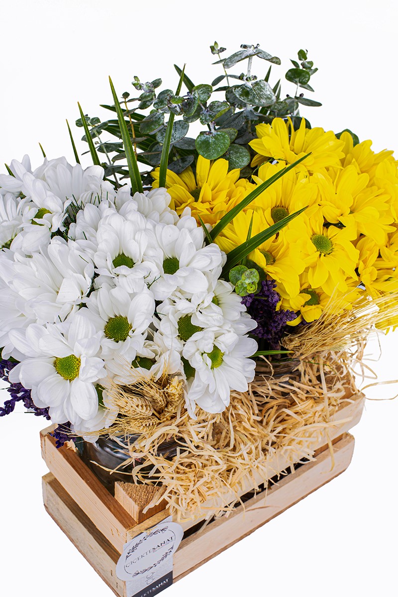 Yellow & White Daisy