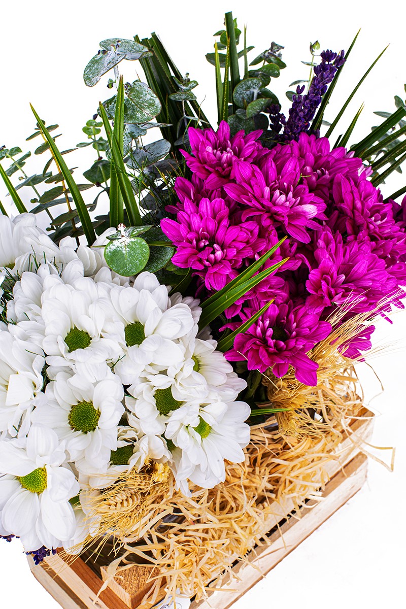 Purple & White Daisy