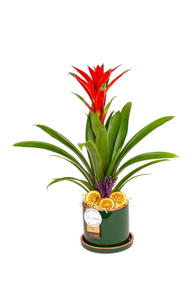 Decorative Guzmania - 1