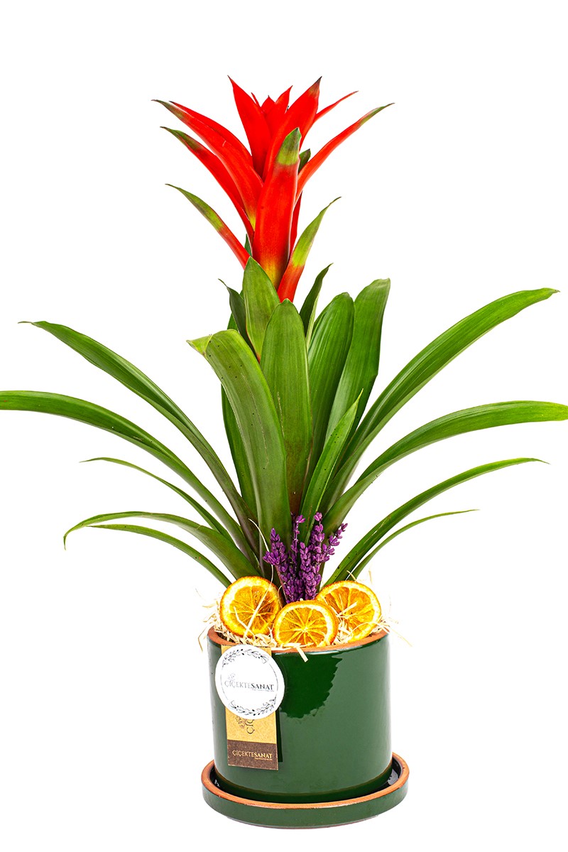 Decorative Guzmania - 3