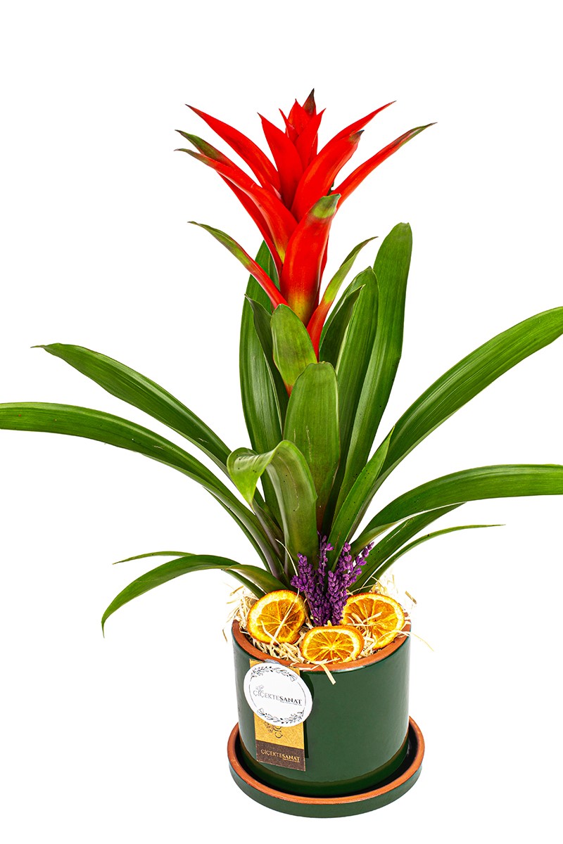 Decorative Guzmania - 2