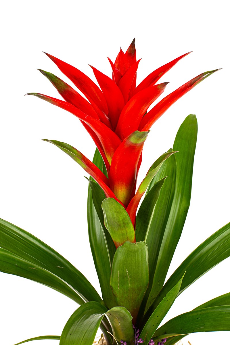 Decorative Guzmania - 4