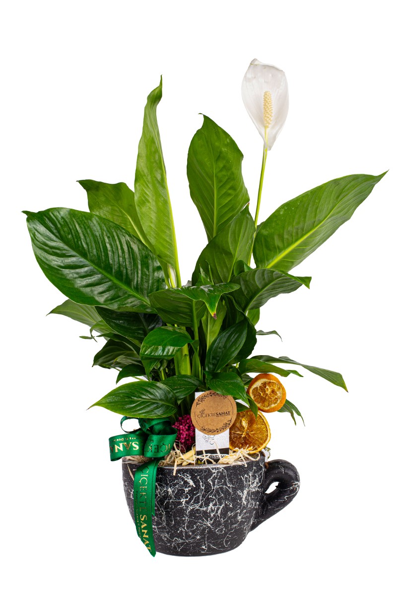 Cup Spatiphyllum - Barış Çiçeği - 1