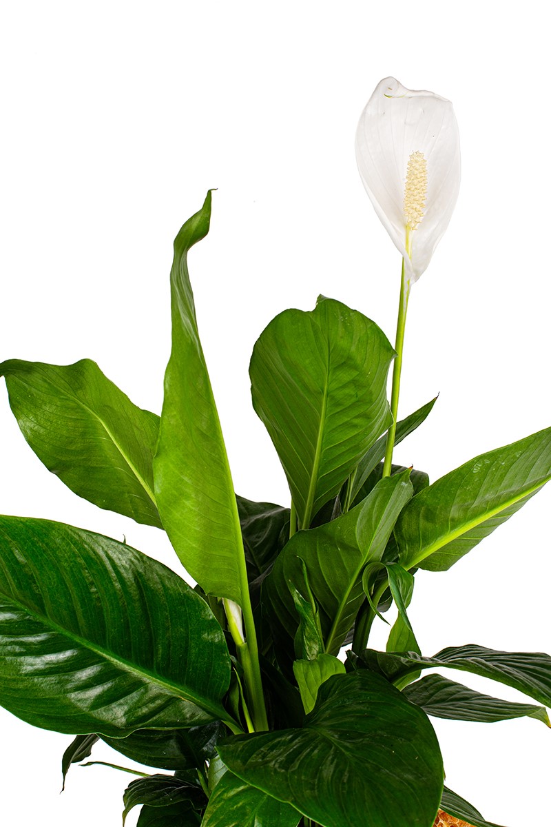 Cup Spatiphyllum - Barış Çiçeği - 2