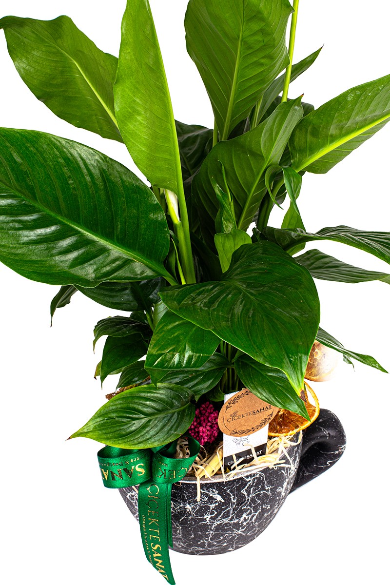Cup Spatiphyllum - Barış Çiçeği - 3