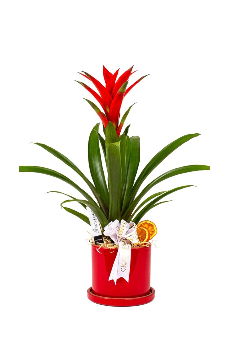 Red Potted Guzmania - 1