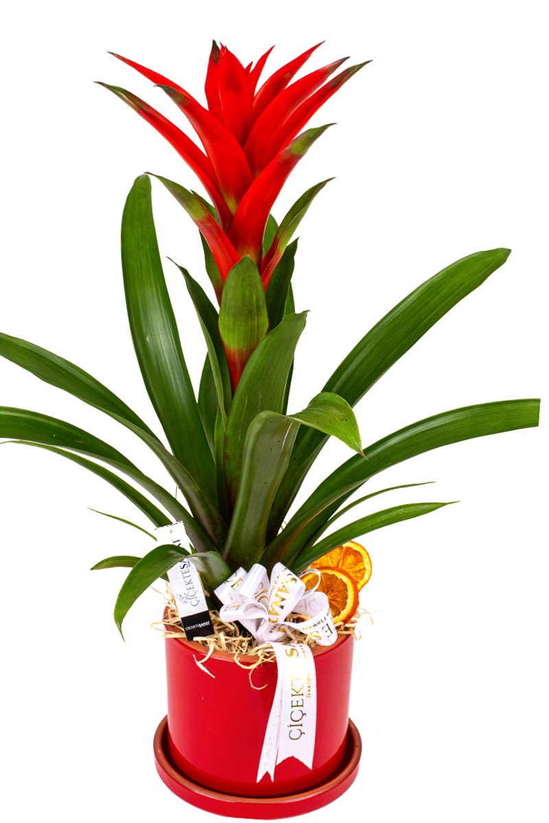 Red Potted Guzmania - 2
