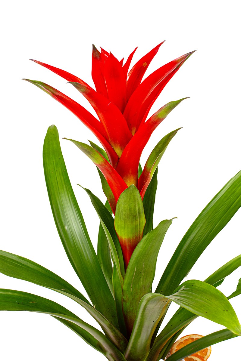 Red Potted Guzmania - 3