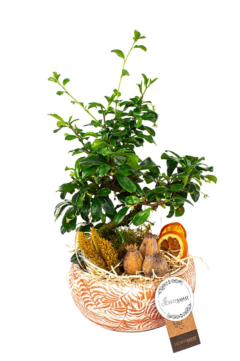 Zelkova Bonsai Ağacı Yaprak Seramik Saksı