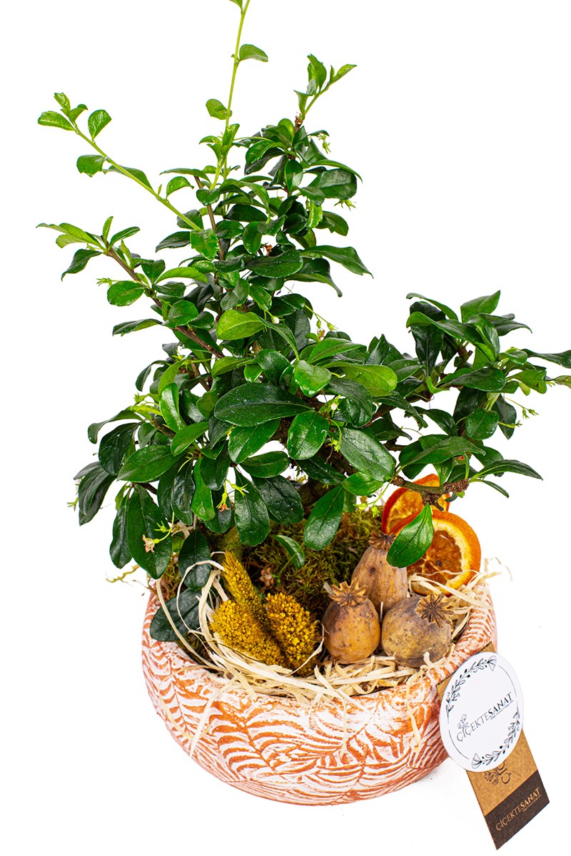 Zelkova Bonsai Ağacı Yaprak Seramik Saksı