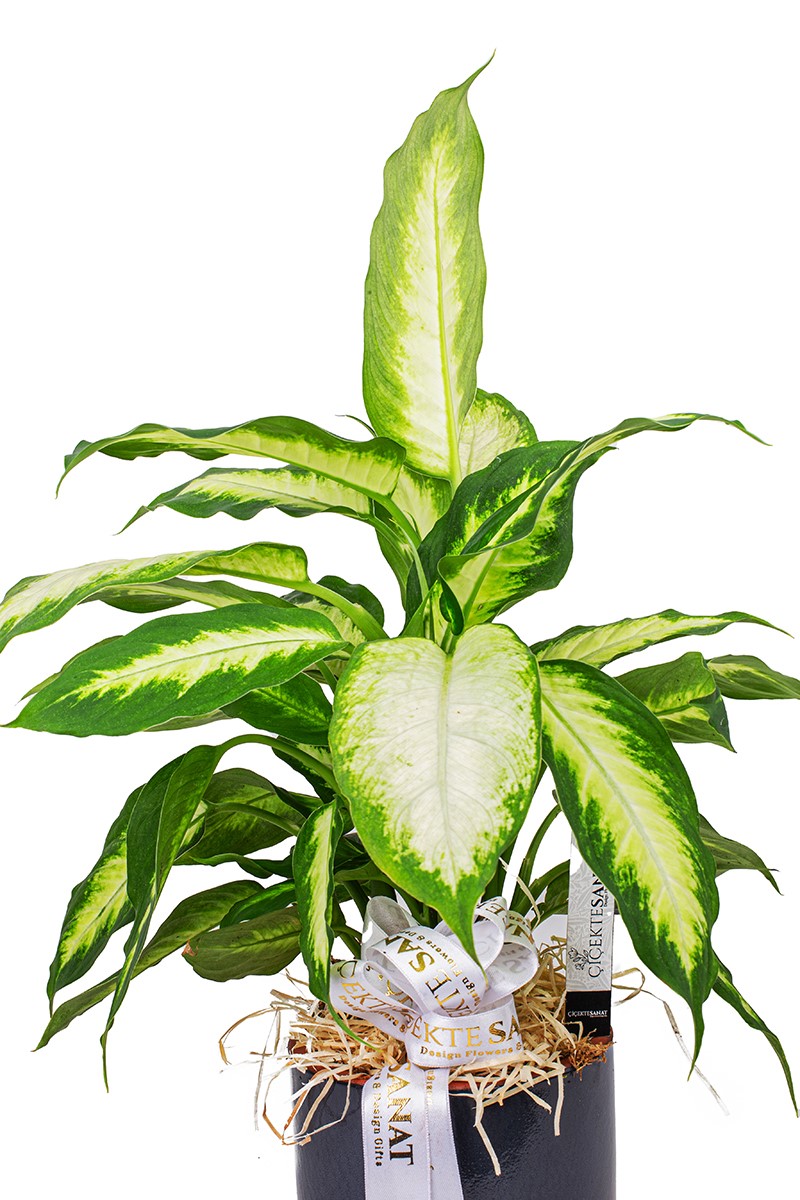 Difenbahya Camilla Çiçeği - 2