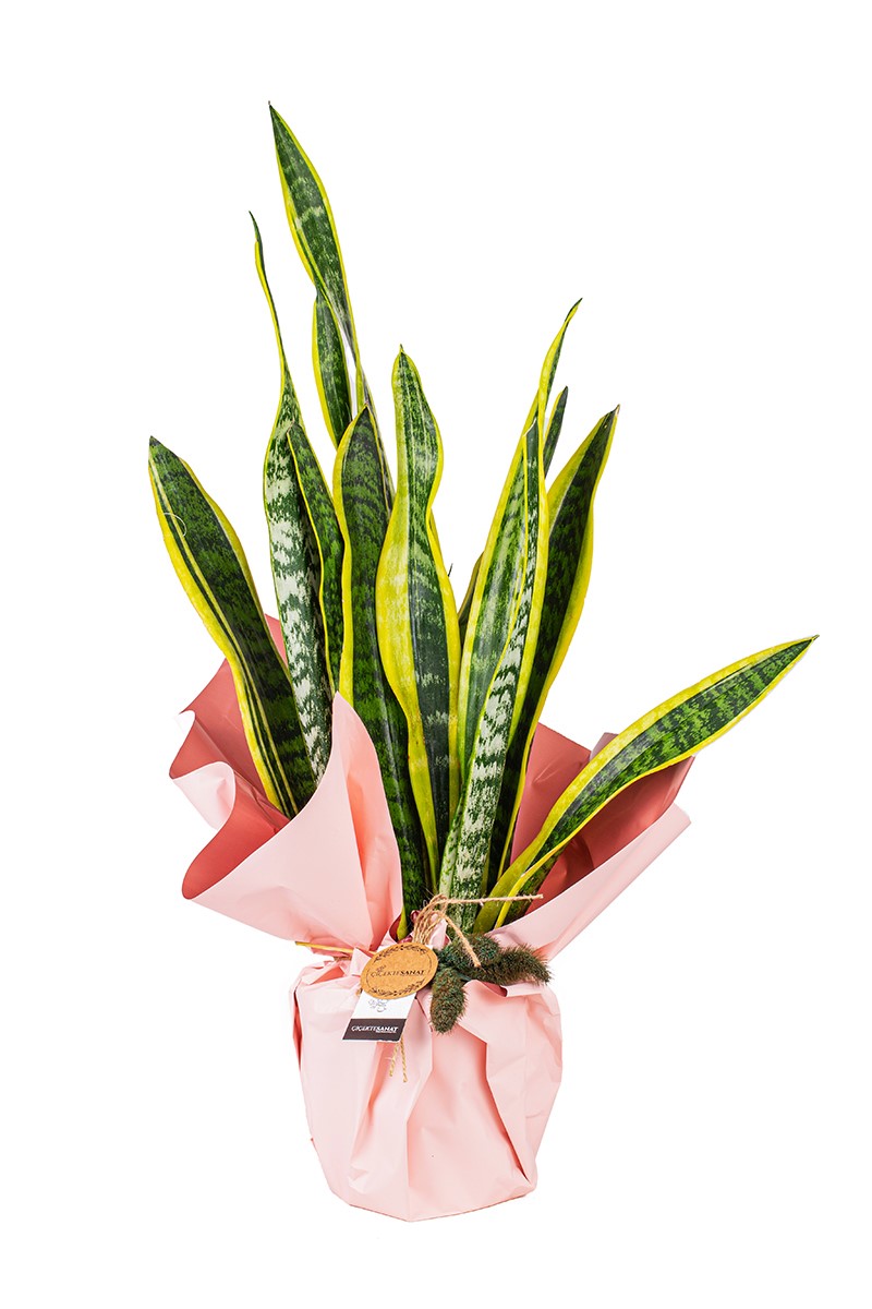 Paşa Kılıcı Çiçeği - 1