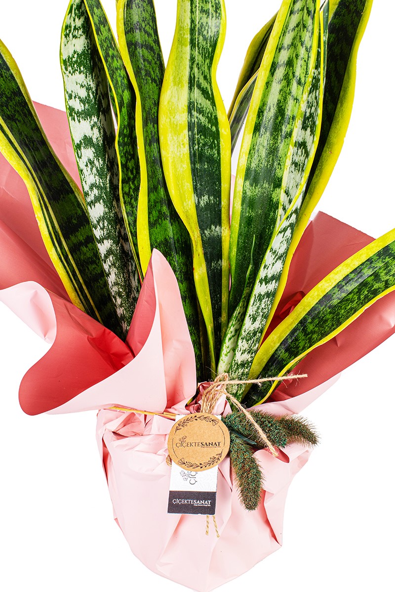 Paşa Kılıcı Çiçeği - 2