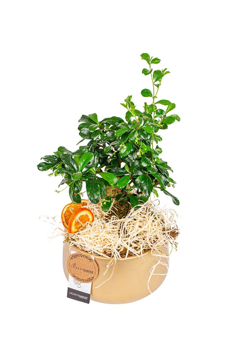 Gold Zelkova Bonsai