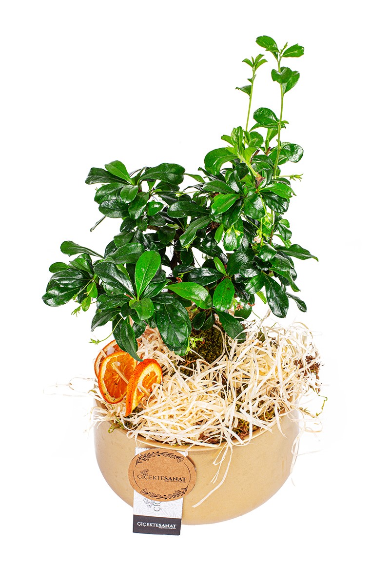Gold Zelkova Bonsai