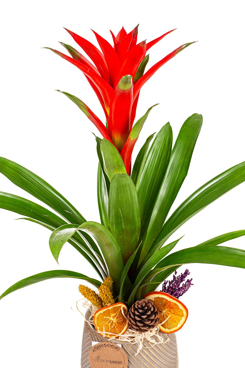 Zigzag Guzmanya - 2