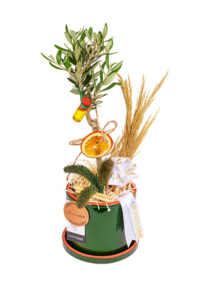 Sweet Bonsai Zeytin Ağacı - 1