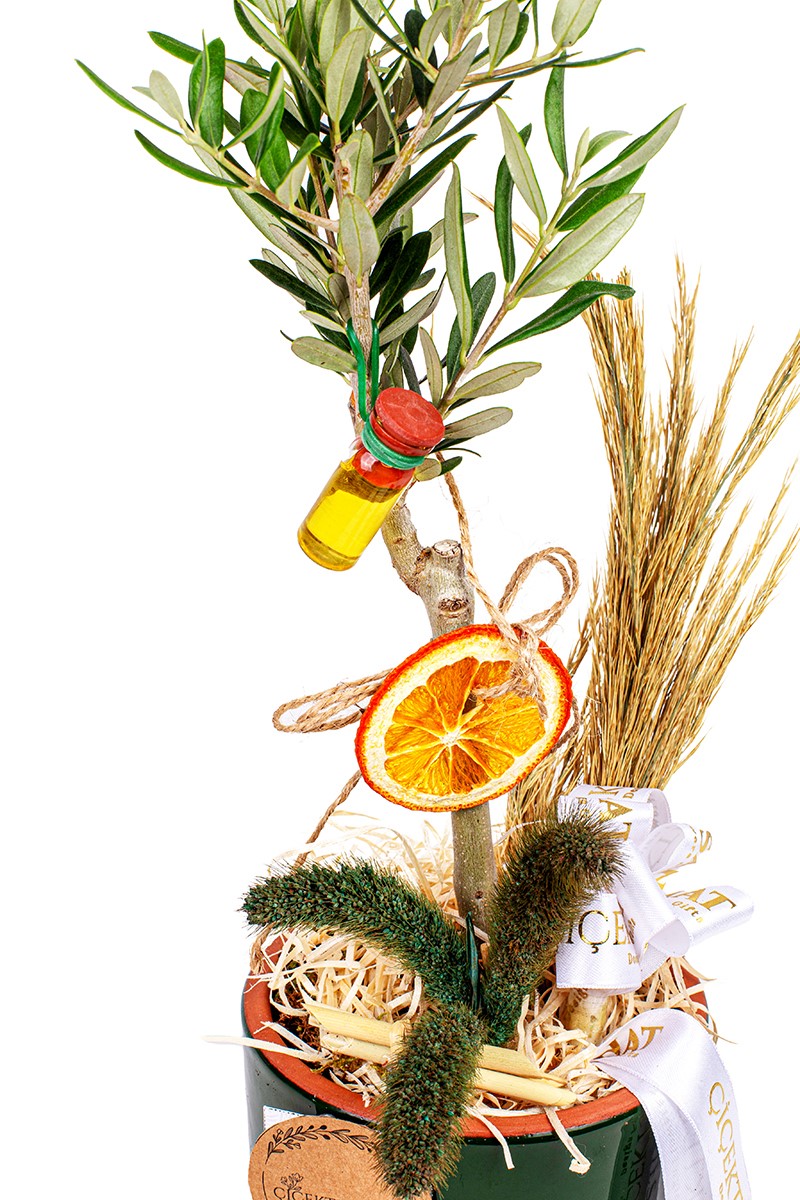Sweet Bonsai Zeytin Ağacı - 2