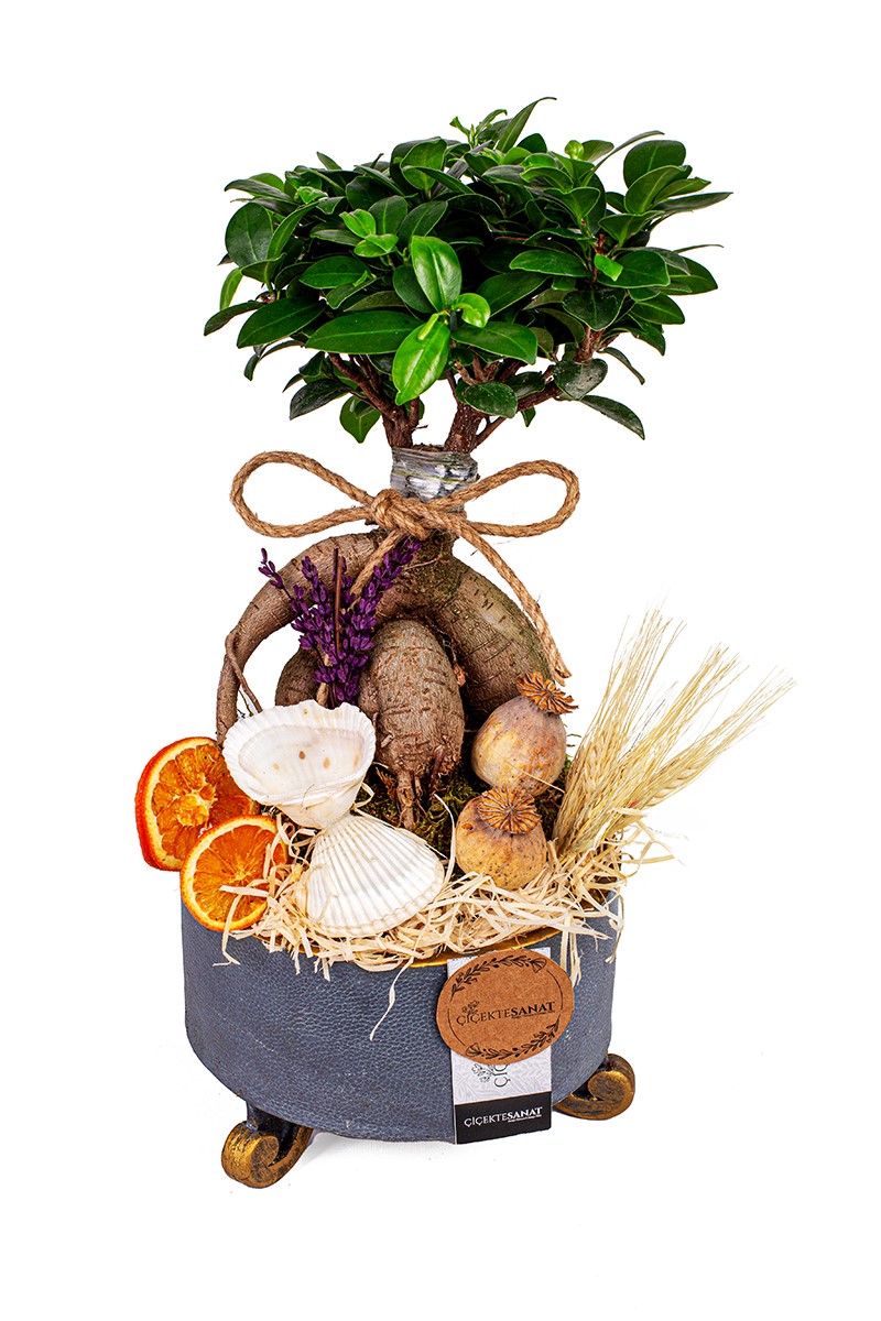 Ficus Ginseng Bonsai 