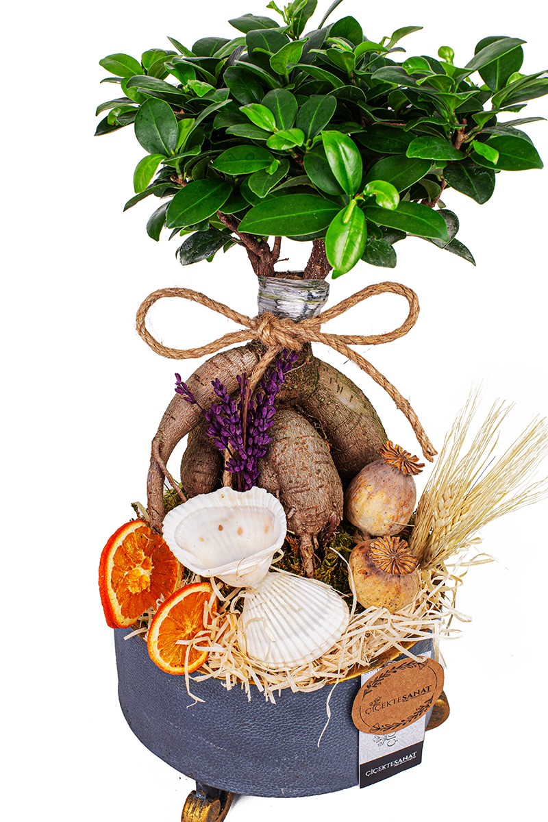Ficus Ginseng Bonsai 