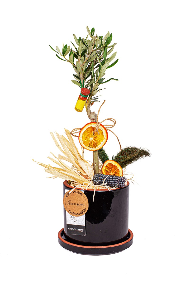 Black Zeytin Ağacı - 1
