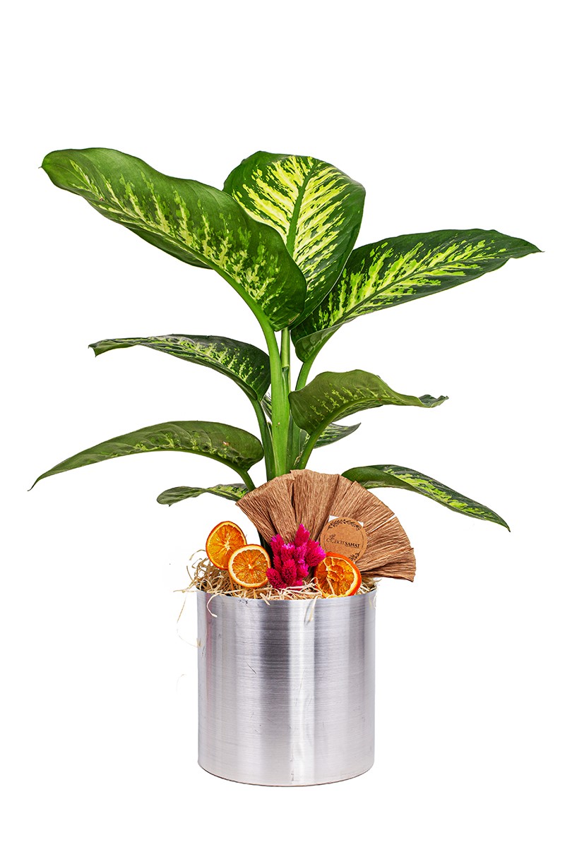 Difenbahya Dieffenbachia - Tropic Snow - 1