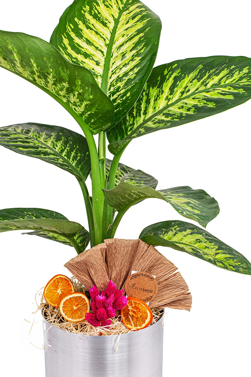 Difenbahya Dieffenbachia - Tropic Snow - 2
