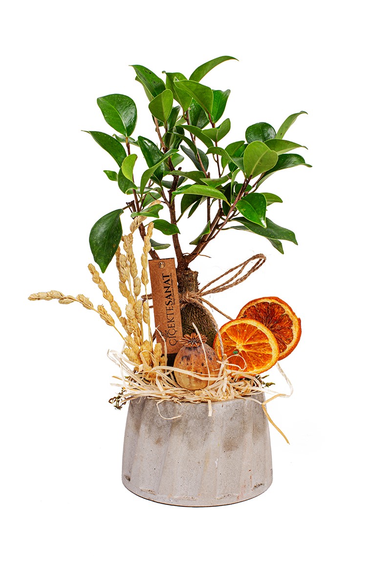 Xsmall Ginseng Bonsai